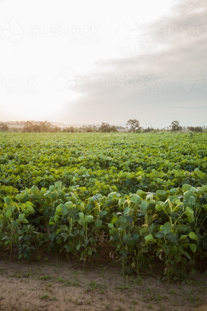 Afternoon light shining over bean plant crop in paddock - Australian Stock Image
