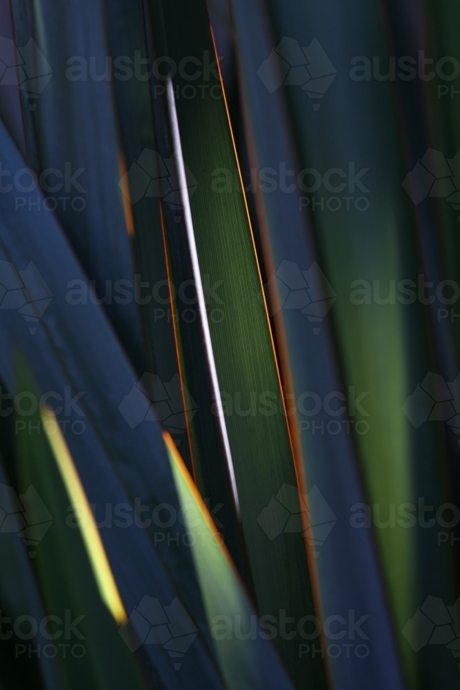 Afternoon sun on flax plant - Australian Stock Image