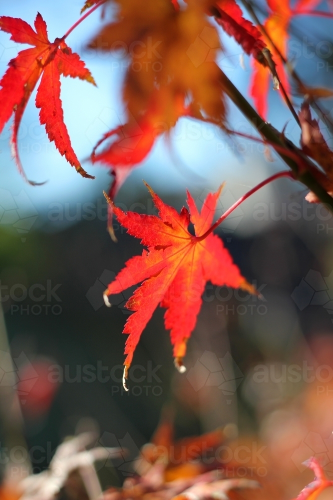 Afternoon sun on red maple leaf - Australian Stock Image