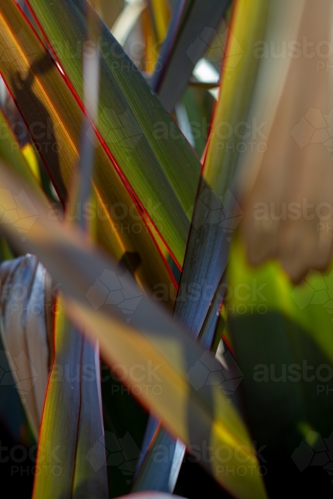 Afternoon sun through flax plant - Australian Stock Image