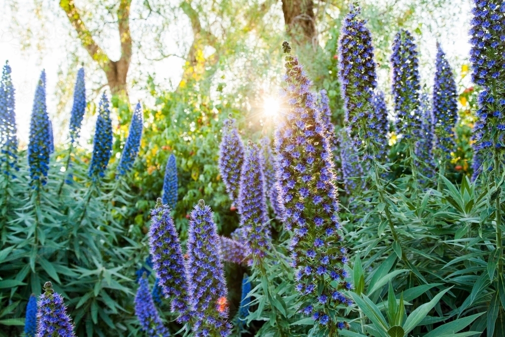 Afternoon sunlight shining through purple flowers of an echium plant - Australian Stock Image