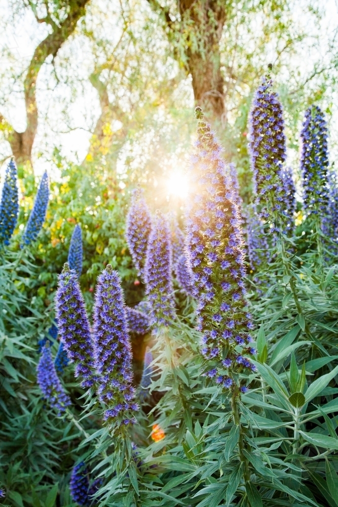 Afternoon sunlight shining through purple flowers of an echium plant - Australian Stock Image