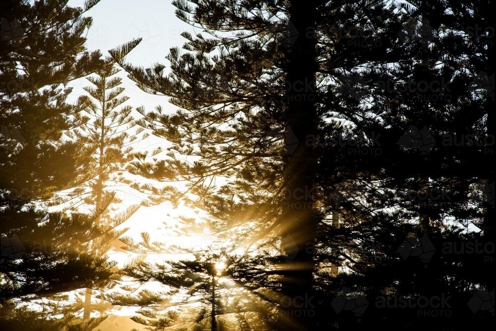 Afternoon sunlight streaming through branches of a tall pine tree - Australian Stock Image
