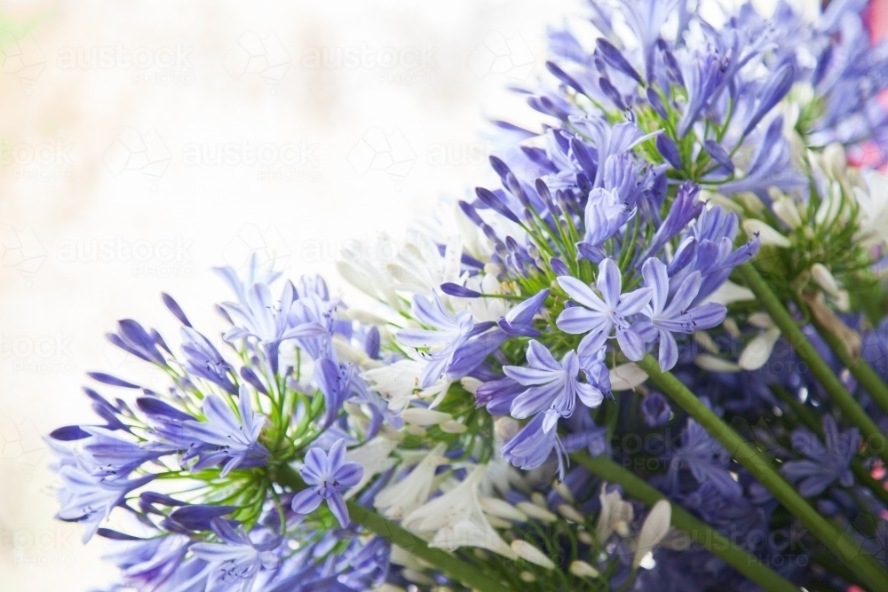 Agapanthus , Lily of the Nile flowers with copy space - Australian Stock Image