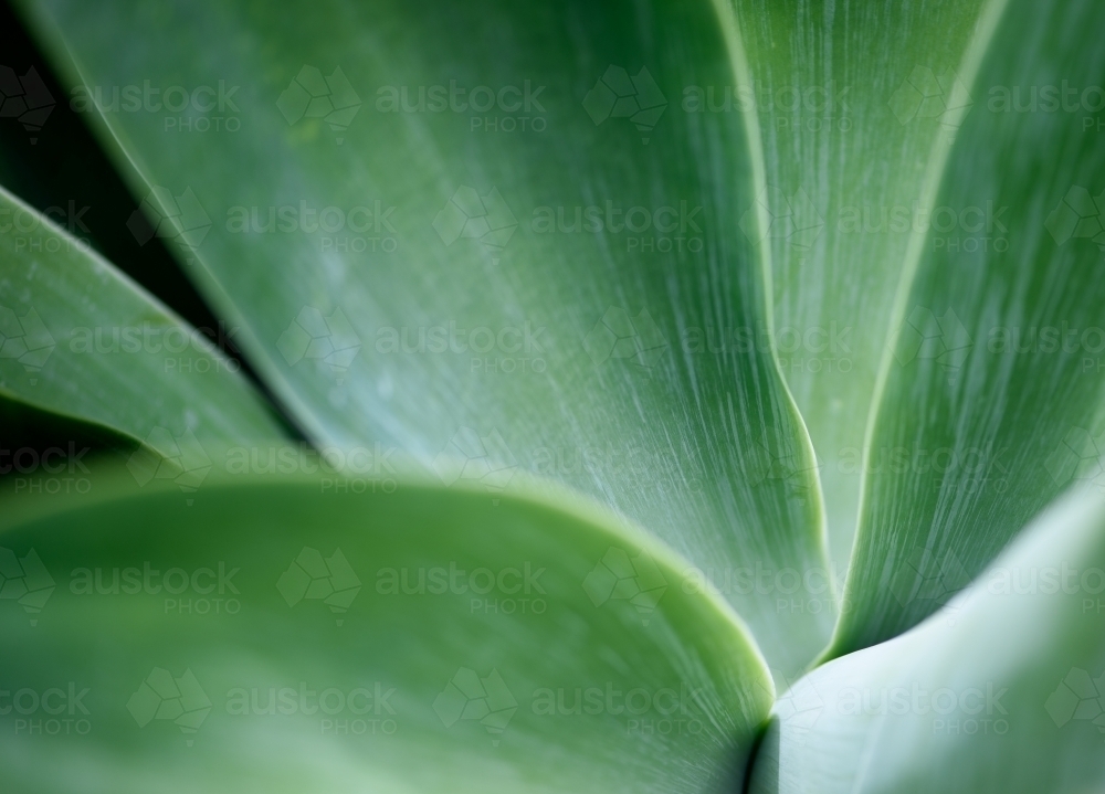 Agave leaf background - Australian Stock Image