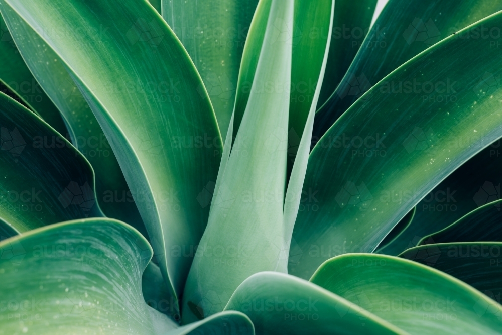 Agave leaf texture background - Australian Stock Image