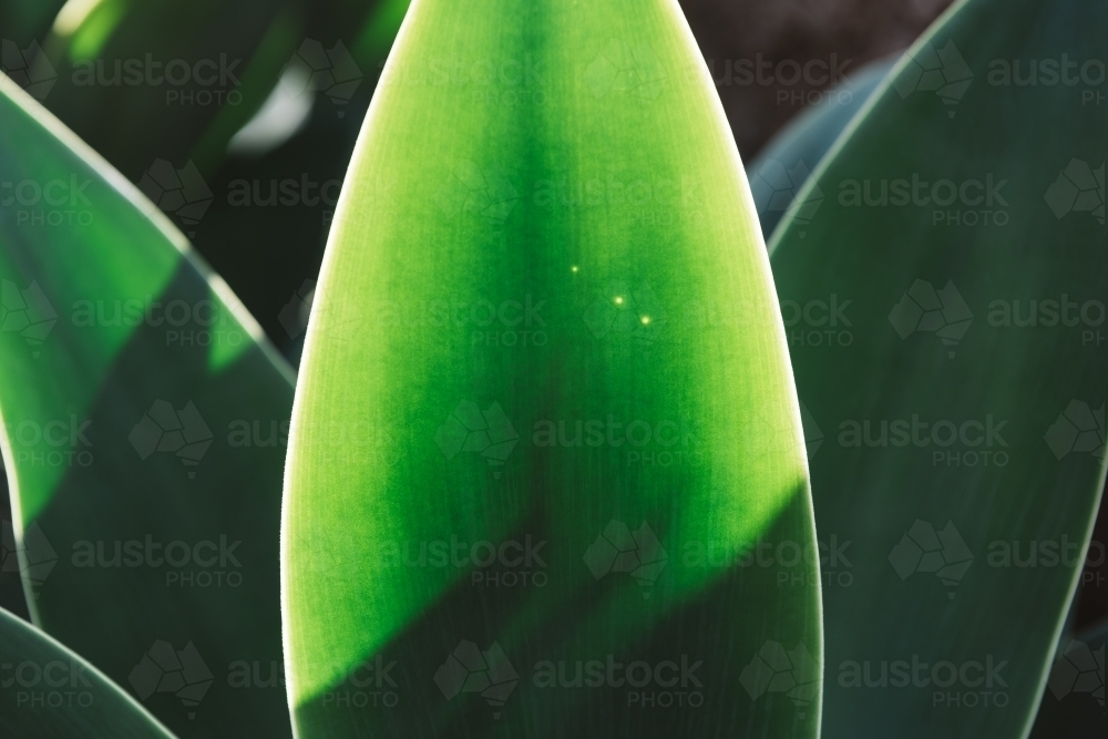 Agave leaf texture background - Australian Stock Image