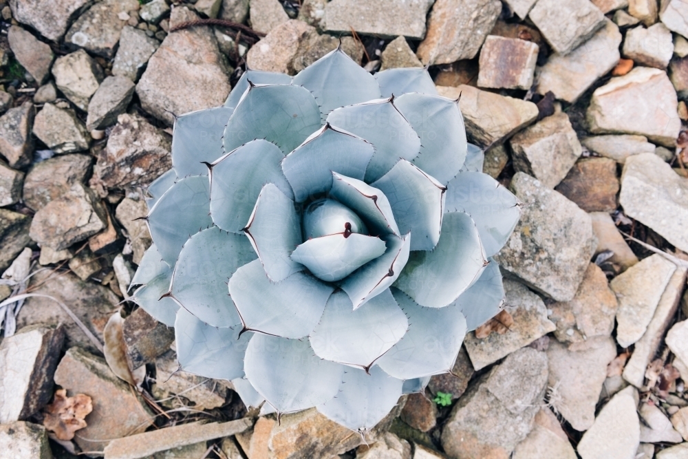 Agave parryi closeup - Australian Stock Image