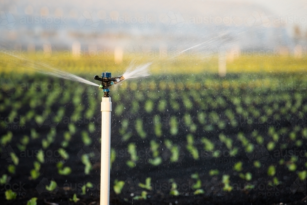 Agricultural sprinkler operating over small rows of plants. Gatton, Queensland - Australian Stock Image