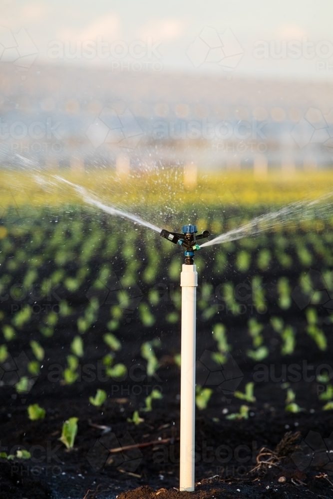 Agricultural sprinkler operating over small rows of plants. Gatton, Queensland - Australian Stock Image