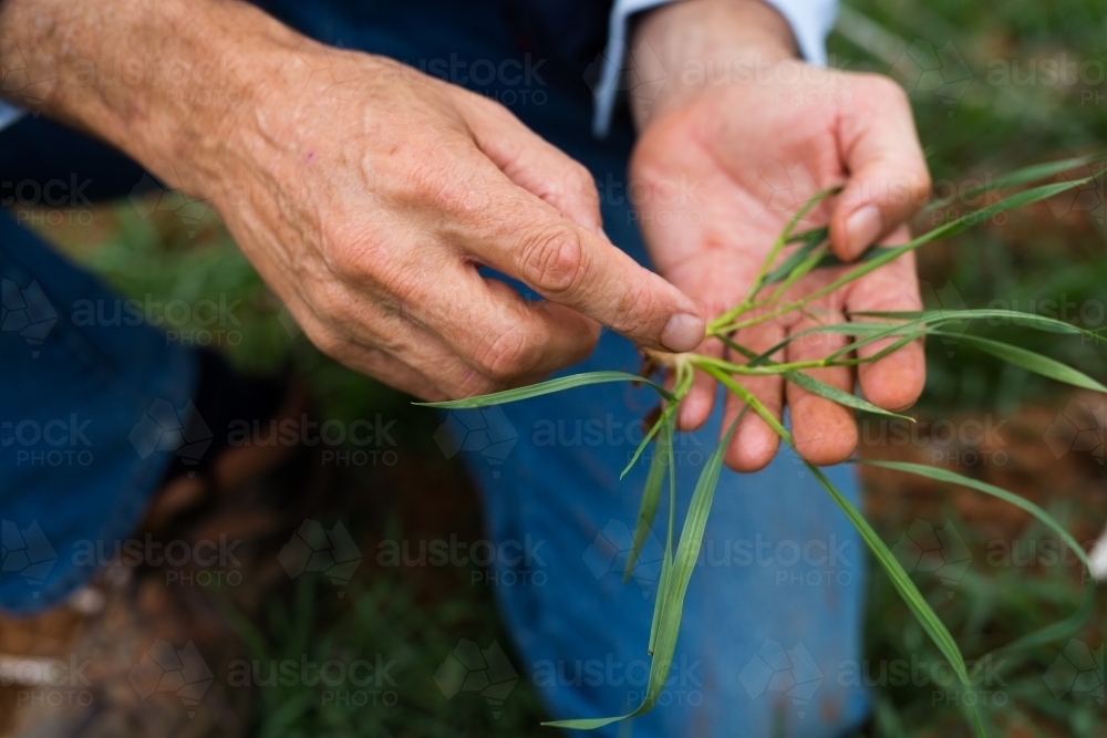 Agronomist looking at a young wheat plant - Australian Stock Image