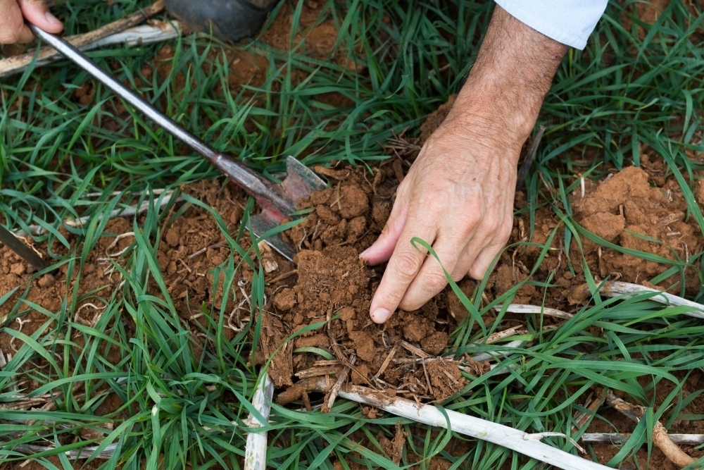Agronomists hand digging soil and young wheat plants - Australian Stock Image