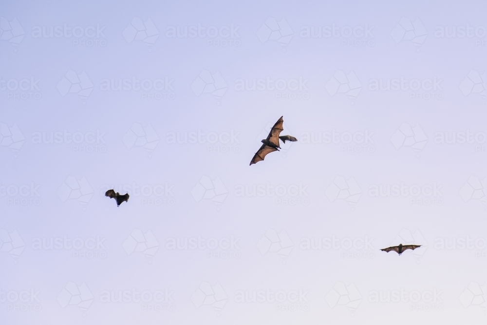 Airborne flying foxes filling a bright blue sky - Australian Stock Image