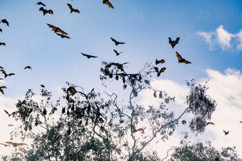 Airborne flying foxes filling a bright blue sky - Australian Stock Image