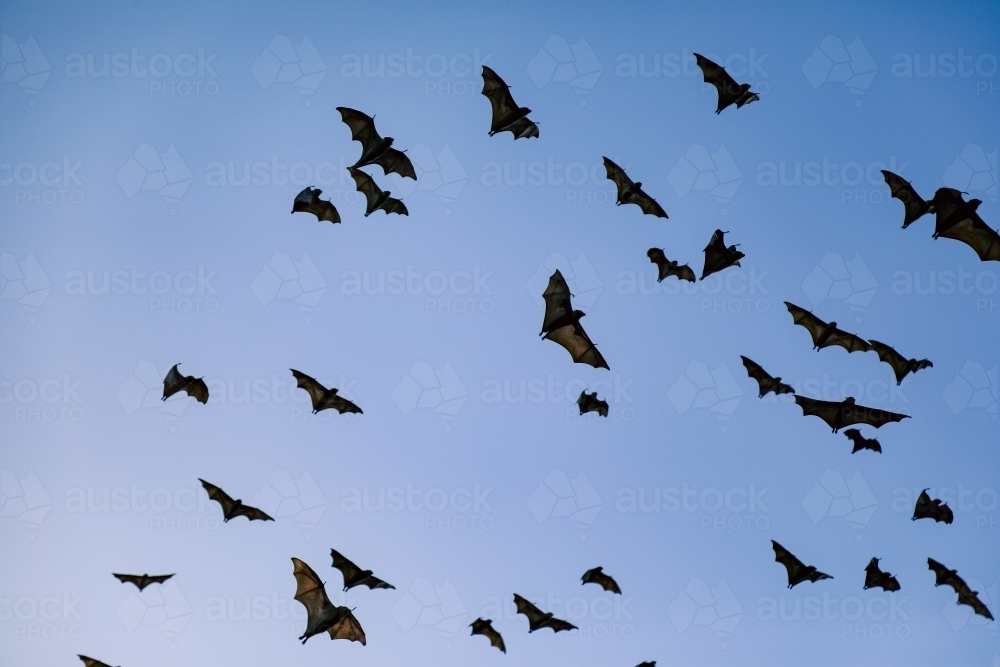 Airborne flying foxes filling a bright blue sky - Australian Stock Image