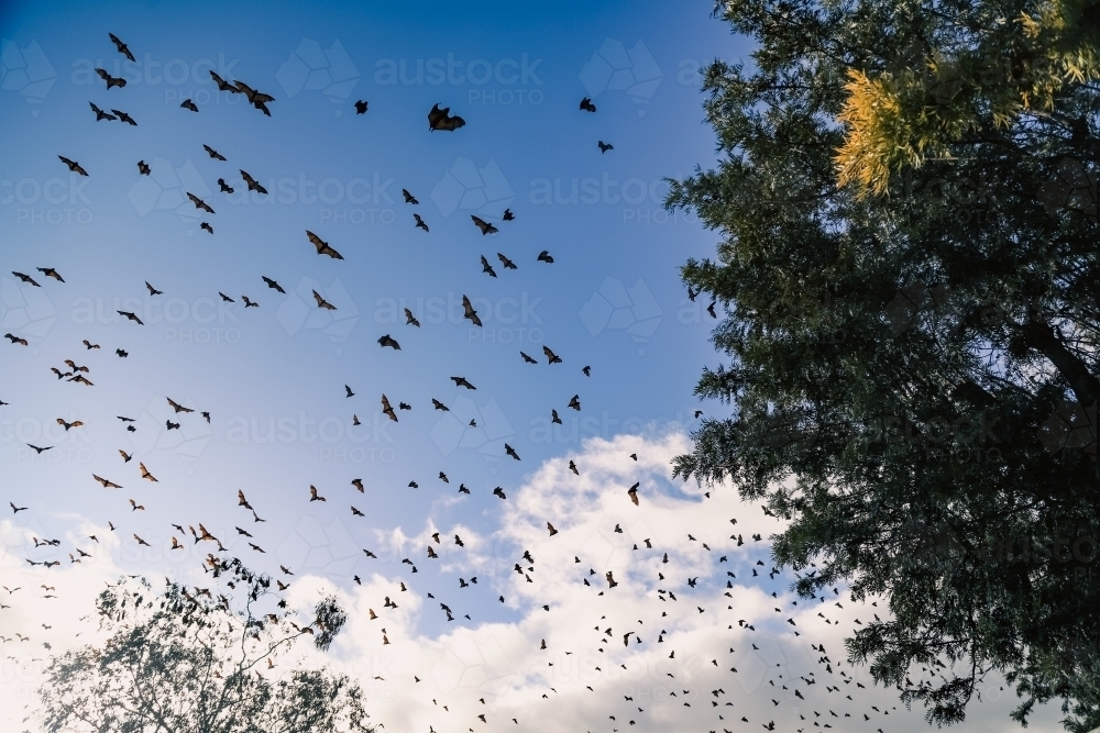 Airborne flying foxes filling a bright blue sky - Australian Stock Image