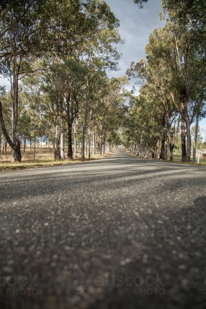 Aisle of old gum trees beside an unmarked road - Australian Stock Image
