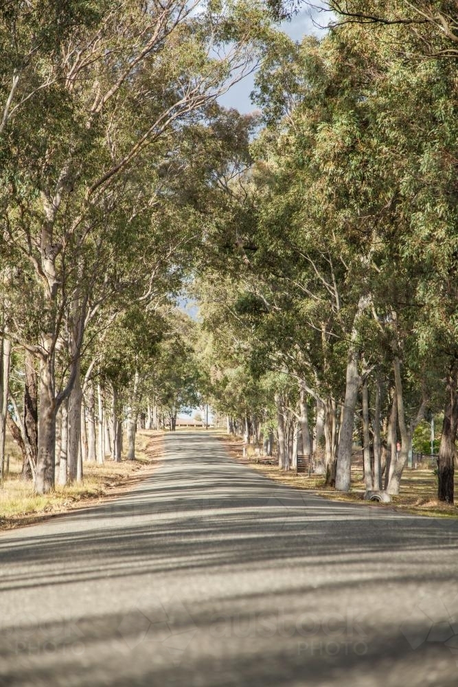 Aisle of old gum trees beside an unmarked road - Australian Stock Image