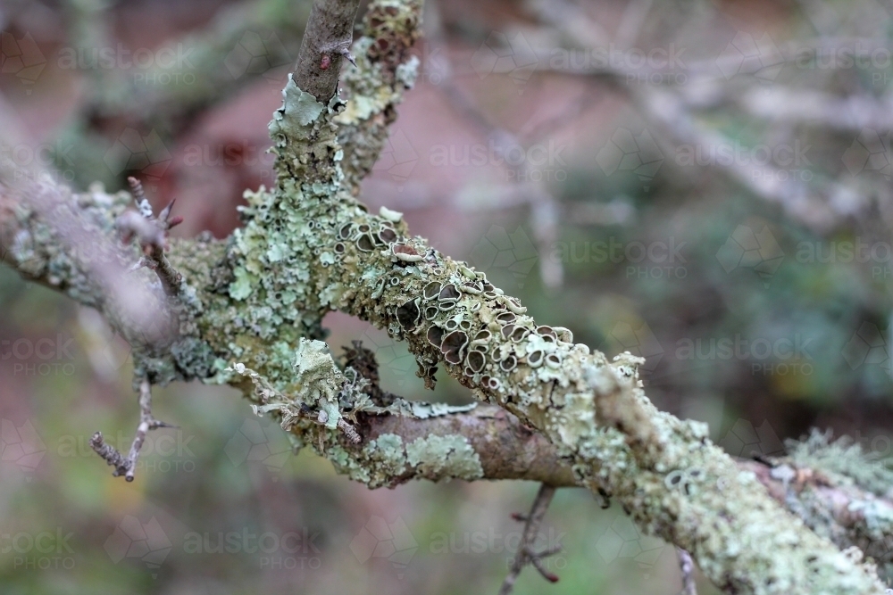 Algae on tree branch - Australian Stock Image