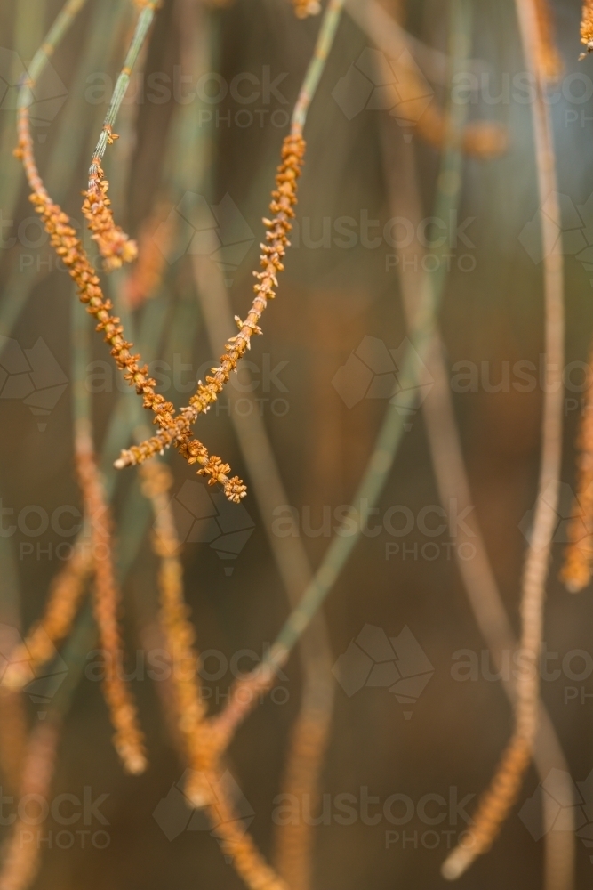 Allocasuarina, Drooping Sheoak detail showing flowers on male plant - Australian Stock Image