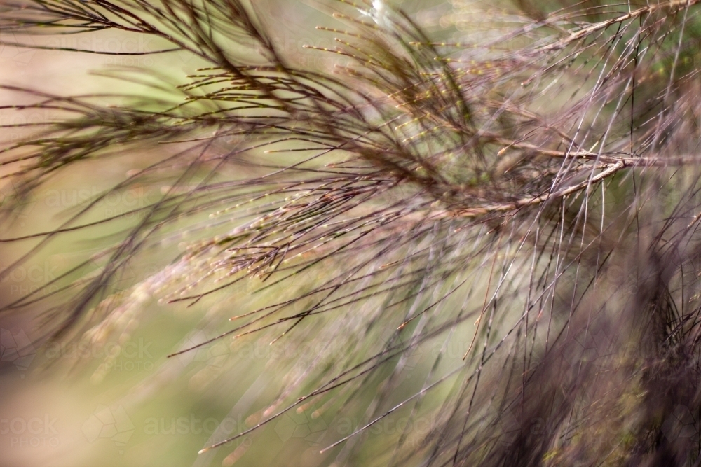 allocasuarina leaves - Australian Stock Image