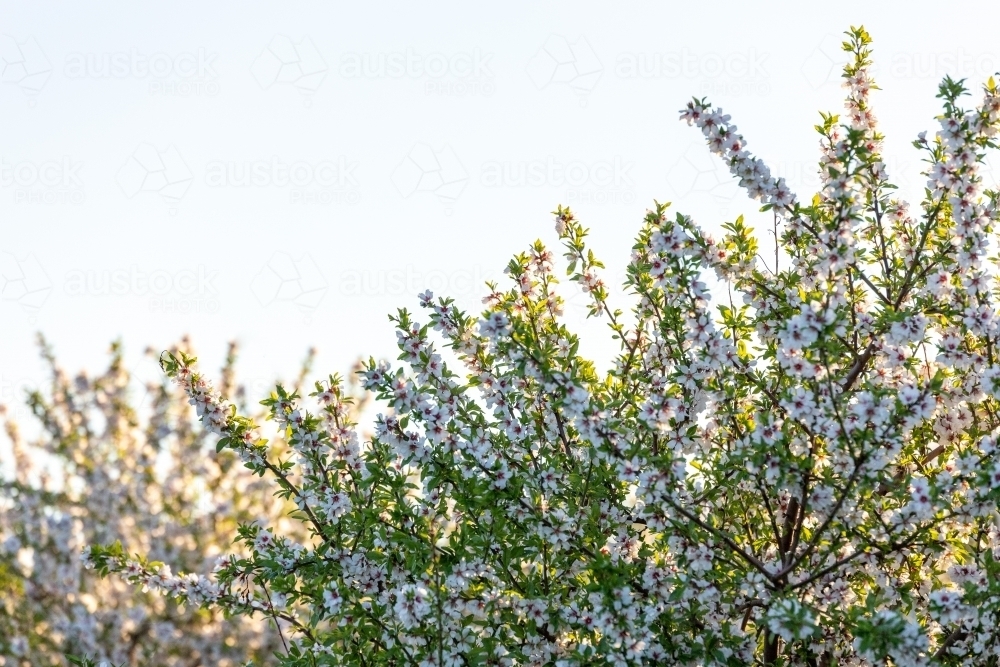 Almond Blossom - Australian Stock Image