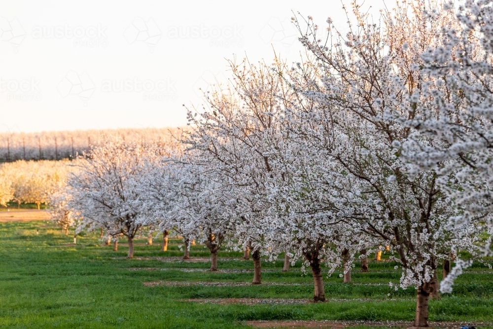 Almond Blossom - Australian Stock Image