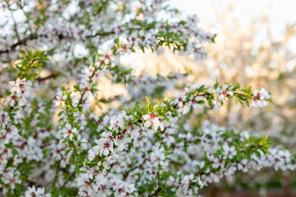 Almond Blossom - Australian Stock Image