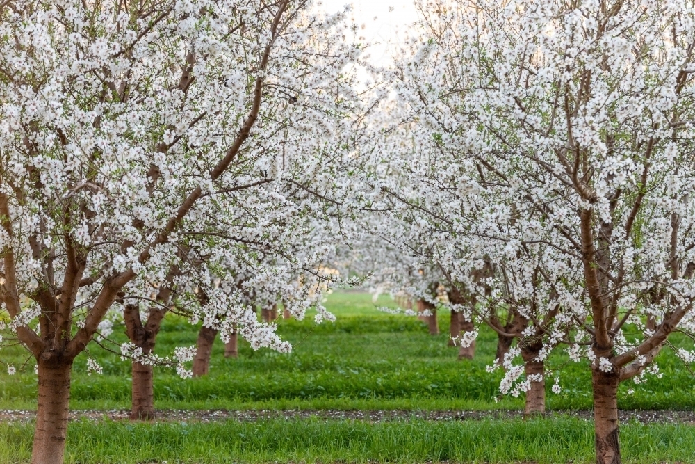 Almond Blossom on trees in orchard - Australian Stock Image