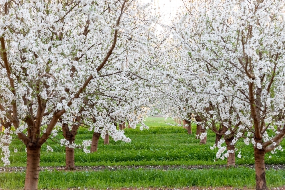 Almond Blossom on trees in orchard - Australian Stock Image