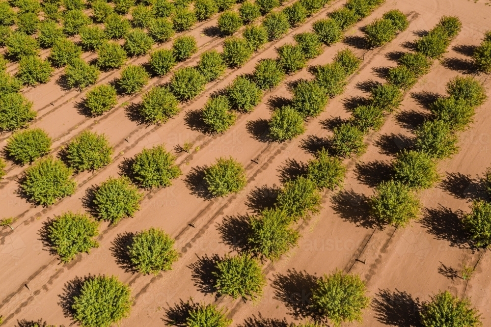 almond farm - Australian Stock Image