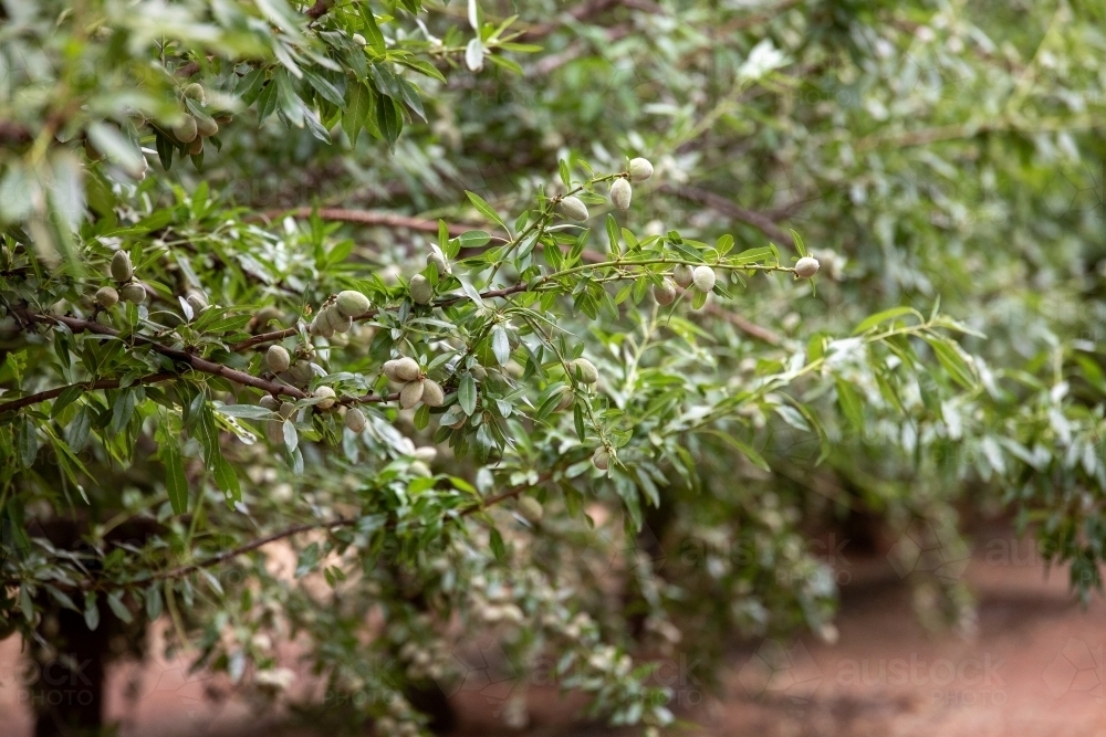 Almond tree - Australian Stock Image