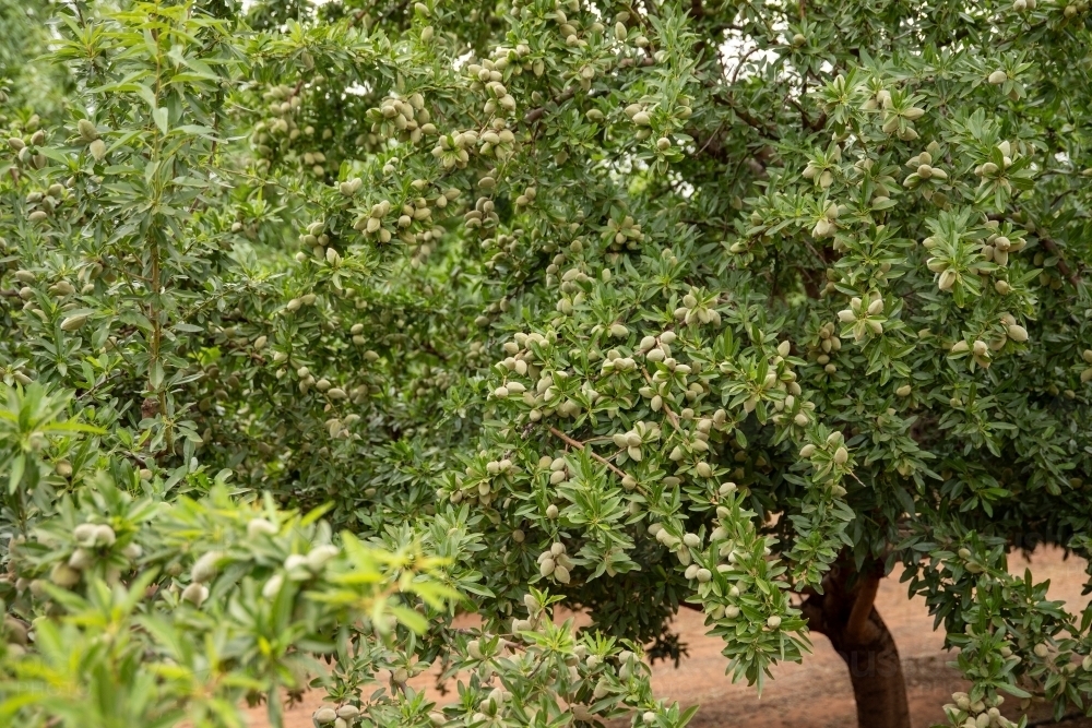 Almond tree - Australian Stock Image