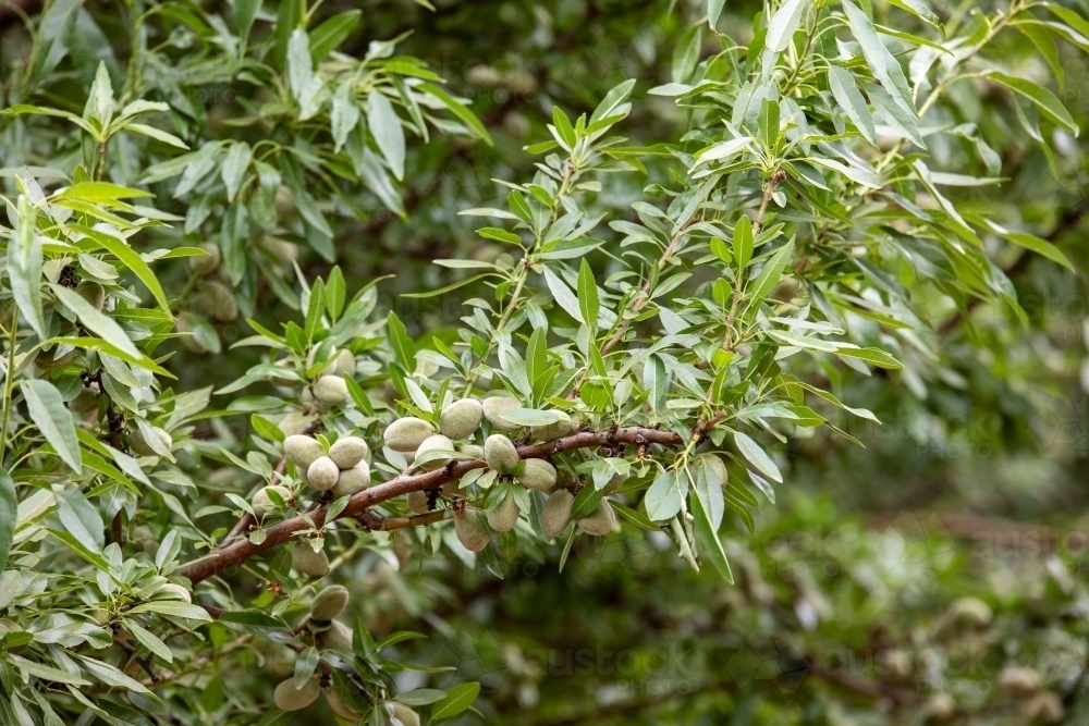 Almond tree - Australian Stock Image