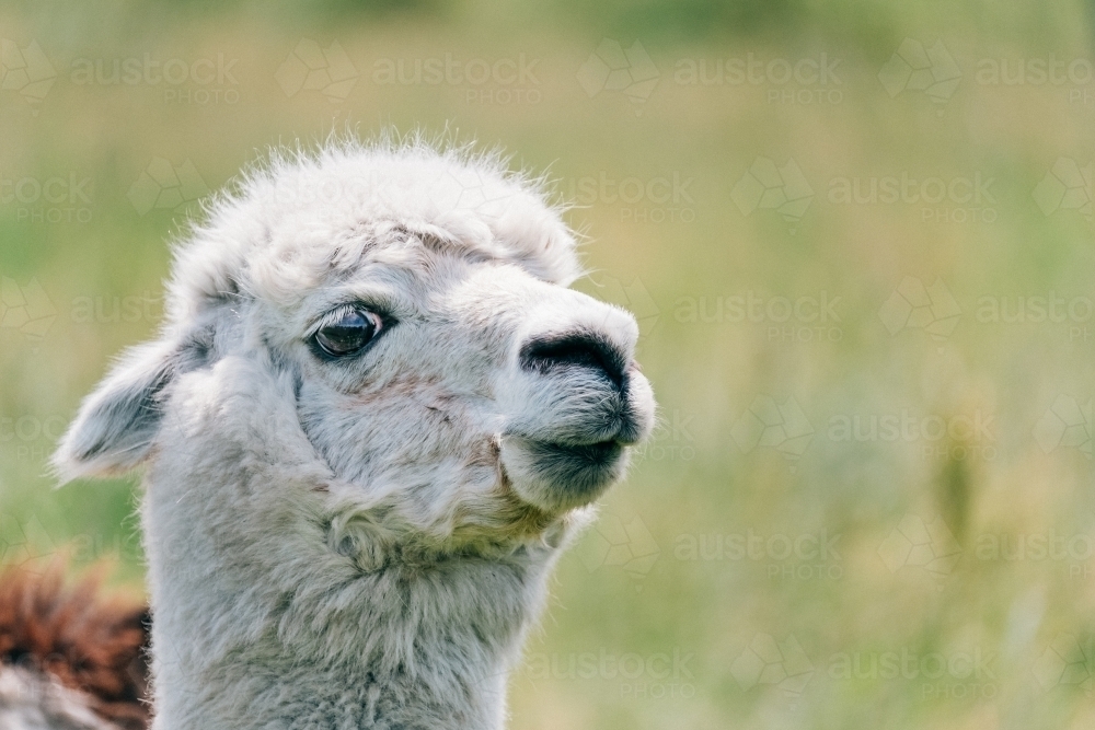 Alpaca headshot - Australian Stock Image