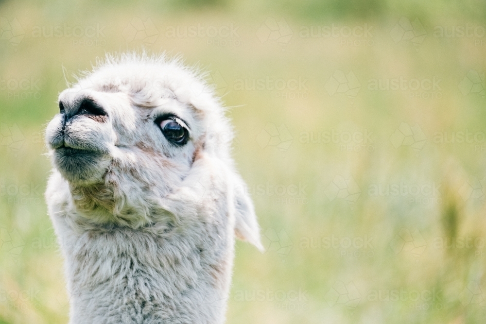 Alpaca looking very surprised. - Australian Stock Image