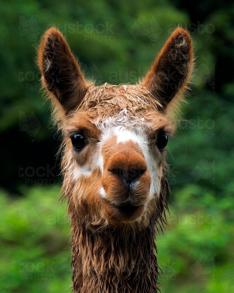 Alpaca Portrait - Australian Stock Image