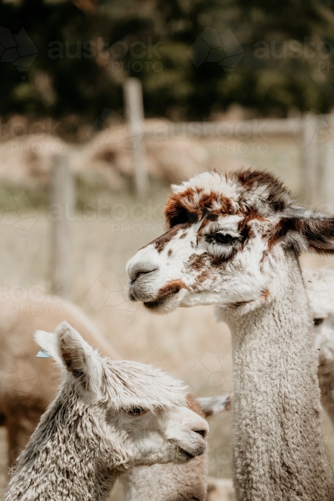 Image of Alpaca profile - Austockphoto