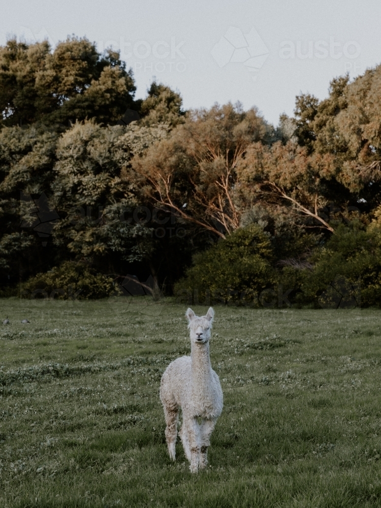 alpaca standing in a grassy field in shade - Australian Stock Image