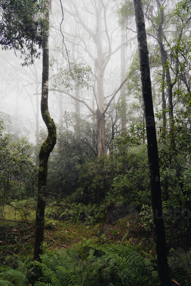 Alpine forest environment in the mist - Australian Stock Image