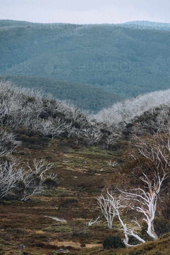Alpine landscape in Autumn. - Australian Stock Image