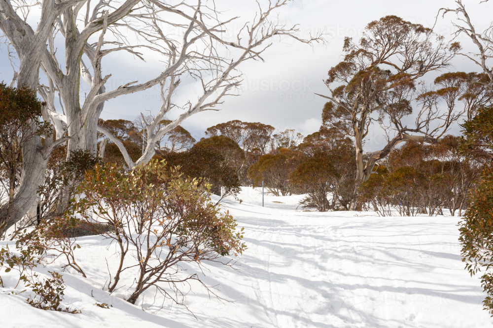 Alpine landscape with snow gums, native shrubs at Perisher, Snowy Mountains Australia - Australian Stock Image
