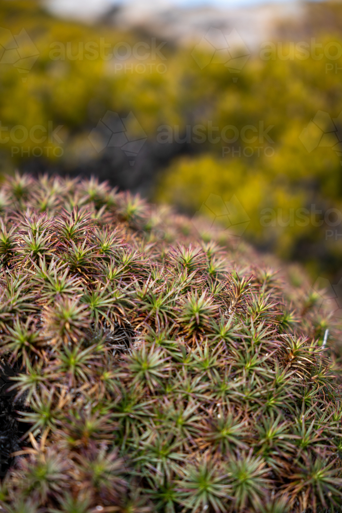 Alpine Plants from Tasmania's mountains - Australian Stock Image