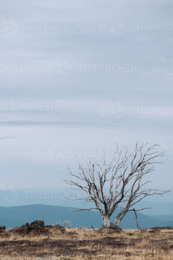 Alpine ranges with a single tree. - Australian Stock Image