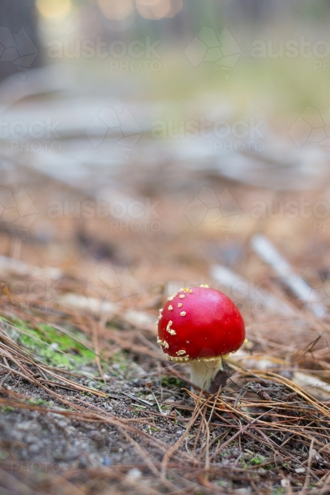 amanita muscaria, fly agaric toxic mushroom - Australian Stock Image