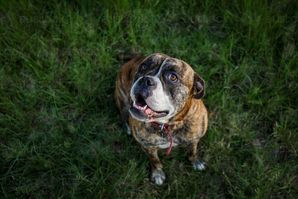 American Bulldog on lush green grass looking up - Australian Stock Image