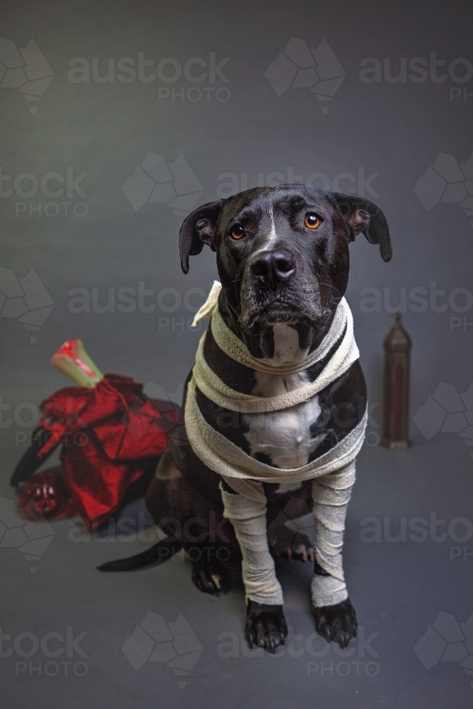 American Stafford dressing up as a mummy - Australian Stock Image