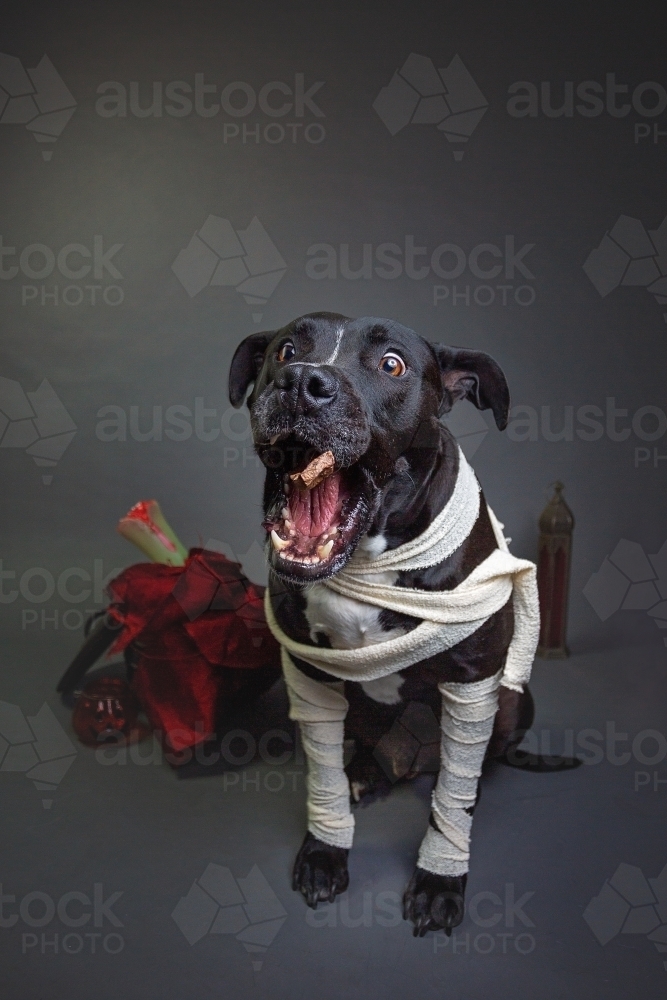 American Stafford dressing up as a mummy - Australian Stock Image