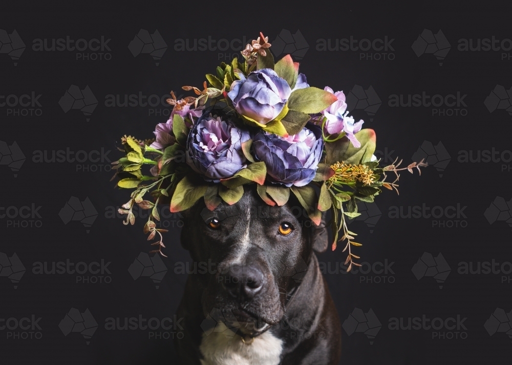 American staffy with flower crown on black background - Australian Stock Image
