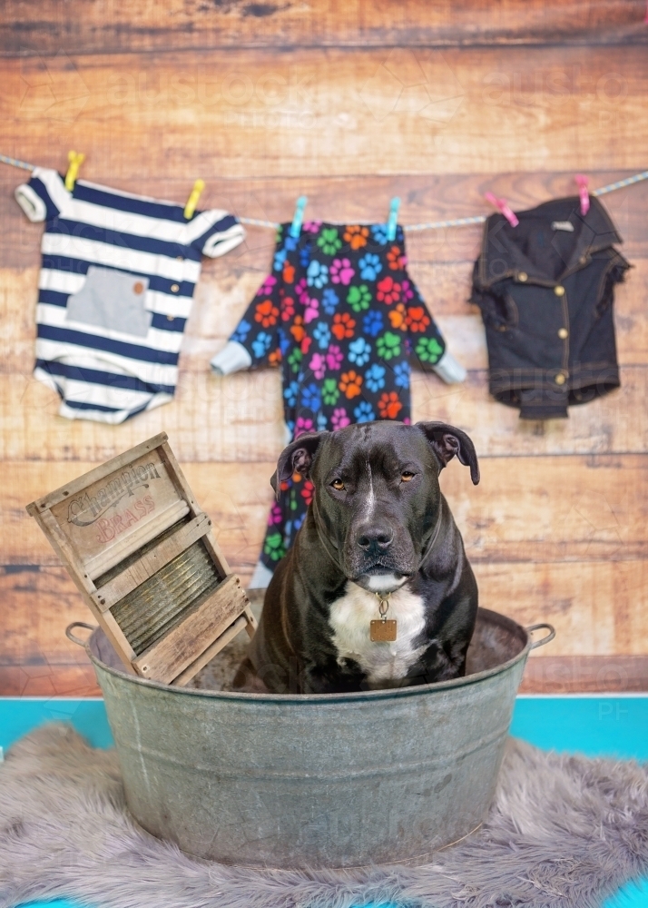 Amstaff dog doing the washing - Australian Stock Image